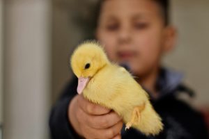 estar preparado para una mascota conlleva mucha responsabilidad